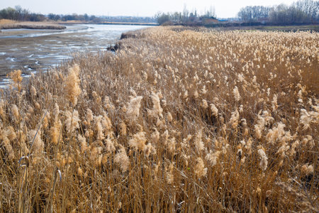 Dry reeds above mirror water. Lake reflection in the water. Sunny weather. Blue sky