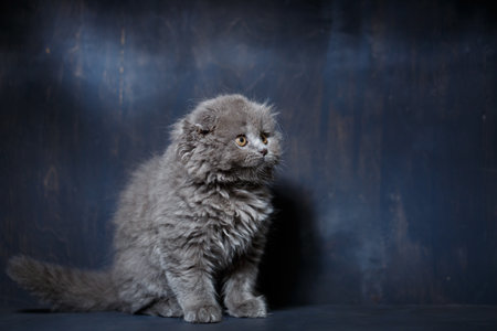 Gray little cat of breed Scottish fold plays on a gray backgroundの写真素材