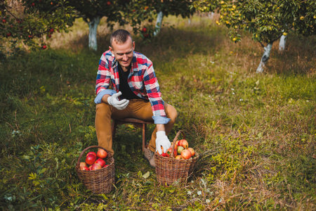 Harvesting apples in the garden. A smiling young man is working in an orchard and holding a crate...