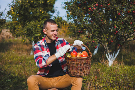 Young farmer man worker picking apples in orchard in village during autumn harvest. Happy man works...