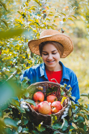 Portrait of a beautiful woman picking apples in an orchard. Holding a basket of apples. He wears a stylish shirt and a straw hat. Harvesting apples in the garden in autumnの写真素材