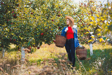 A young woman in a hat works in the garden and collects ripe red apples. Autumn harvest of apples in...
