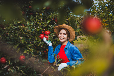 Portrait of a beautiful woman picking apples in an orchard. Holding a basket of apples. He wears a stylish shirt and a straw hat. Harvesting apples in the garden in autumnの写真素材