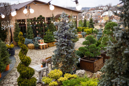The yard near the house is decorated for Christmas. The territory near the house is decorated for Christmas. Live Christmas tree: spruce, pine, spruce in pots.の写真素材