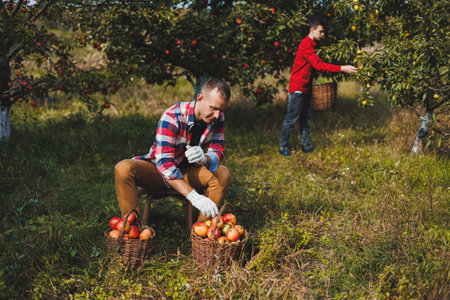A cute young male farmer is picking apples in the garden and putting them in a basket. Harvesting...