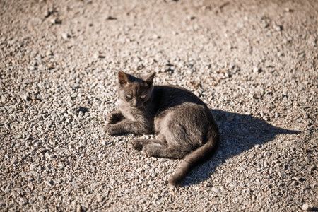 A gray cat lies on the ground. A homeless cat basks in the sun. Concept of homeless animalsの写真素材