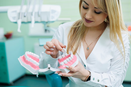 Successful dentist doctor holds in his hands and looks at the plastic sample of the jaw. A dentist in a white coat stands in his dental officeの写真素材