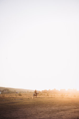 A majestic horse stands gracefully in a sunlit field at sunset, showcasing natures breathtaking beautyの写真素材