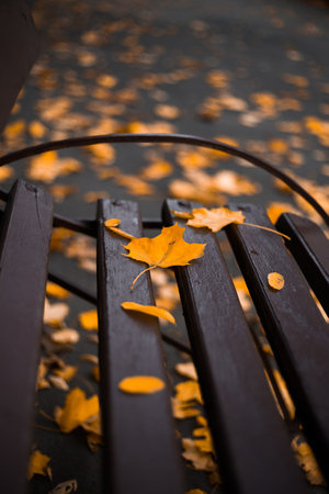A beautiful closeup of colorful autumn leaves scattered artfully on a rustic wooden bench in warm...