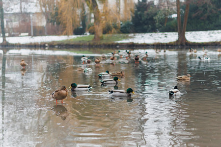 A flock of ducks is swimming together in a lake, enjoying the calm waters and the beautiful surroundingsの写真素材