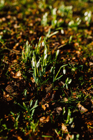 In a beautiful, expansive field, delicate snowdrop flowers are emerging and growing out of the earth, signaling the arrival of springtimeの写真素材