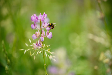A solitary bee is gently resting on a vibrant purple flower located in a vast, lush green field filled with various plants and wildlifeの写真素材