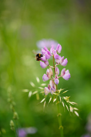 A bee is calmly sitting on a vibrant purple flower in a vast, lush green field, surrounded by other colorful blooming plants nearbyの写真素材