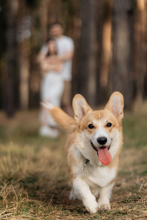 A playful corgi joyfully runs through a sunny forest, capturing the spirit of adventure, while a couple embraces in the background, showcasing love and companionship.の写真素材