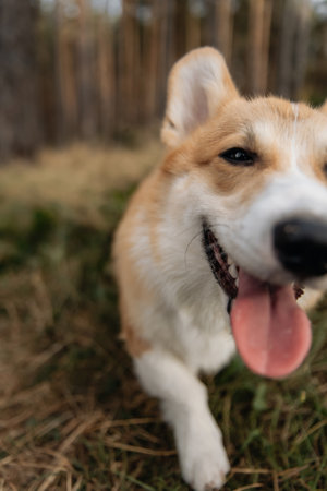 Cheerful corgi dog looking at the camera. Playful corgi. Cute domestic dog.の写真素材