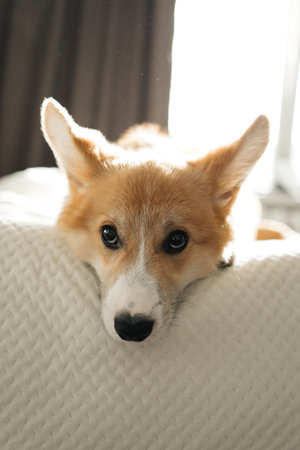 Cheerful corgi dog looking at the camera. Playful corgi. Cute domestic dog.の写真素材
