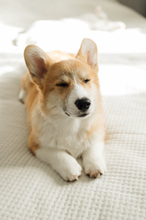 Cheerful corgi dog looking at the camera. Playful corgi. Cute domestic dog.の写真素材
