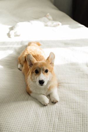 Cheerful corgi dog looking at the camera. Playful corgi. Cute domestic dog.の写真素材