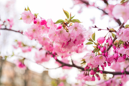 Stunning and beautiful pink cherry blossoms create a vibrant and picturesque spring scene filled...