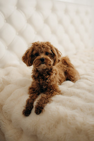 A delightfully cute brown poodle puppy is comfortably lounging on a soft cream blanket, exuding warmth and charm in a cozy, inviting indoor setting that feels homey and joyfulの写真素材