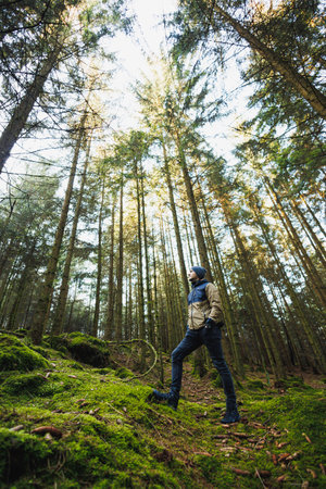 Forest landscape. Morning in a tall pine forest. Trees in the forest covered with needles and...