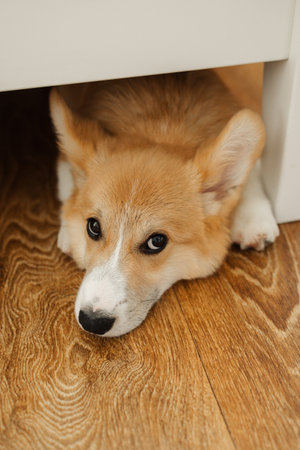 A cute and charming Corgi puppy is lying peacefully under a piece of furniture, showing its playful nature and endearing features in a cozy indoor setting that exudes warmthの写真素材