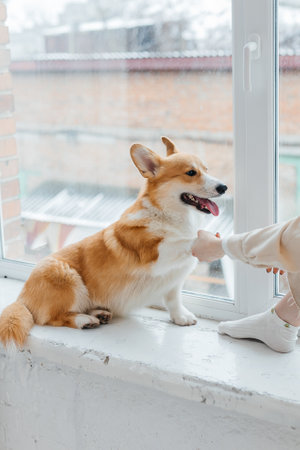 A cheerful corgi sits by the window, basking in sunlight while playfully engaging with its owner, showing the joy of companionship and indoor leisureの写真素材