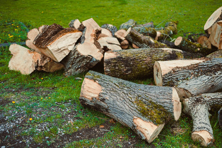 Pile of chopped fresh trees. Forest cutting. chopped logs from huge trees.の写真素材