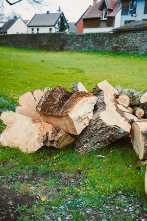 Chopped trees for winter storage. A pile of chopped fresh trees. Forest cutting. chopped logs from...