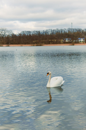 A large white swan swims in the lake. A wild swan swims in an autumn pond.の写真素材