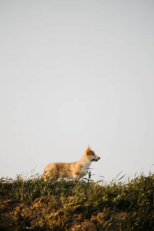 A charming and playful corgi stands majestically on a beautiful hillside, framed by lush, green grass under a clear blue sky, embodying the joy and beauty of natureの写真素材