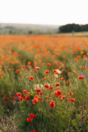A breathtaking field of blooming red poppies, beautifully set against a serene and peaceful backdrop, showcasing the true beauty and tranquility of natures masterpieceの写真素材