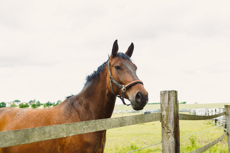 A majestic brown horse with a shiny coat stands proudly by an old fence, surrounded by lush green fields and a blue sky, embodying the calm beauty of the countrysideの写真素材