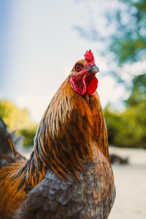 This truly stunning closeup photograph of a proud rooster, with all its vibrant plumage and bright red comb, perfectly symbolizes the joy, beauty, and vitality of rural farm lifeの写真素材
