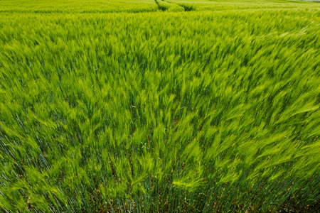 A large field with green spikelets. A field where rye and wheat ripen.の写真素材