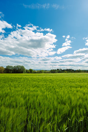 A large field with green spikelets. A field where rye and wheat ripen.の写真素材