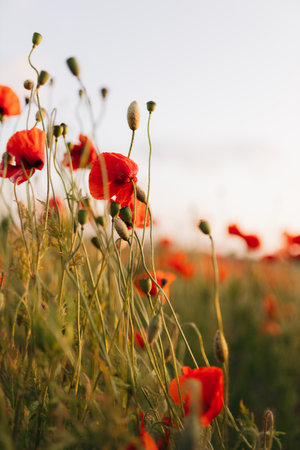 A stunning view of vibrant red poppies swaying in a warm breeze under a picturesque sunset evokes...