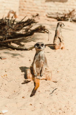 A curious meerkat stands upright on a sandy surface, showcasing its alert demeanor. A second meerkat is visible in the background, enhancing the lively desert atmosphere.の写真素材