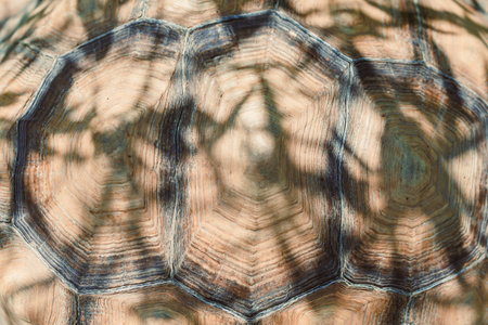 A breathtaking and detailed closeup of a tortoise shell, showcasing its intricate textures and unique patterns, beautifully illuminated by soft shadows and gentle ambient lightの写真素材