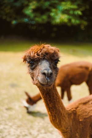 A charming alpaca with a stylish hairstyle stands out against a vibrant green background, showcasing the delightful appeal of these fluffy animals in their habitatの写真素材