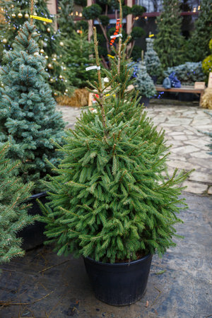 This beautifully decorated Christmas tree in a stunning pot enhances holiday decor, adding a delightful touch and creating a warm atmosphere for festive eventsの写真素材