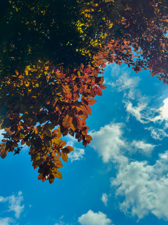 A stunning view of vibrant autumn leaves against a clear blue sky with fluffy clouds, showcasing...