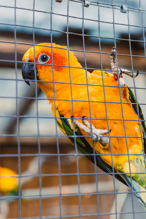 A stunning and vibrant sun conure proudly displays its vivid orange and green feathers while perched...
