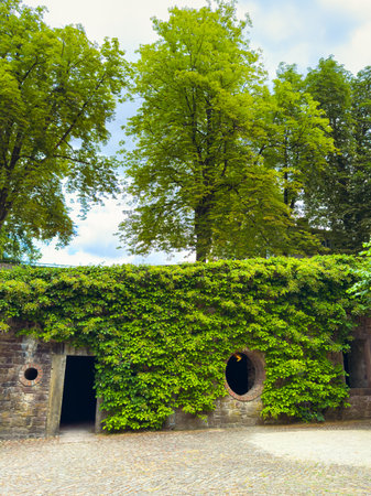 A grand and majestic stone structure, covered in lush ivy and featuring beautiful circular openings, proudly stands against the backdrop of tall trees and a clear blue skyの写真素材