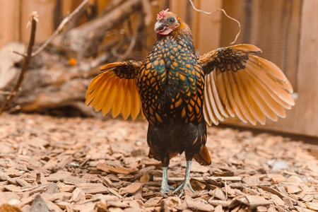 A colorful chicken with vibrant feathers and impressive wings poses gracefully on scattered wood...