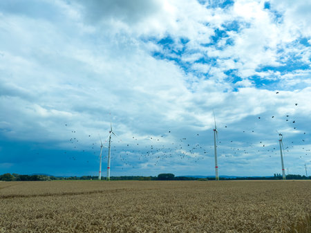 Witness elegant wind turbines above a golden field against a dramatic sky, showing the harmony of...
