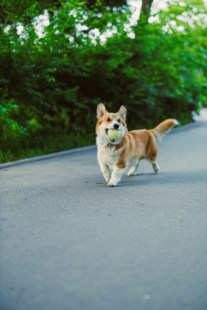 A cheerful and lively corgi dashes along a picturesque country road, joyfully holding a colorful and...