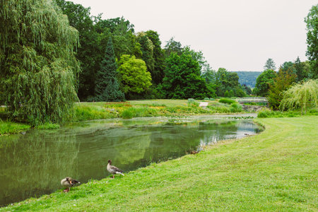 A tranquil riverbank scene features charming ducks swimming in a serene pond, surrounded by vibrant...