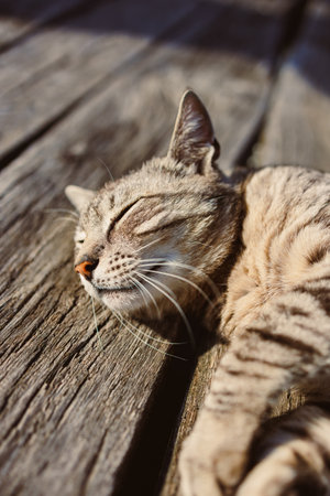 An incredibly adorable tabby cat comfortably relaxes on a sunny deck, displaying its unique patterns while being surrounded by the beauty and tranquility of nature all around itの写真素材