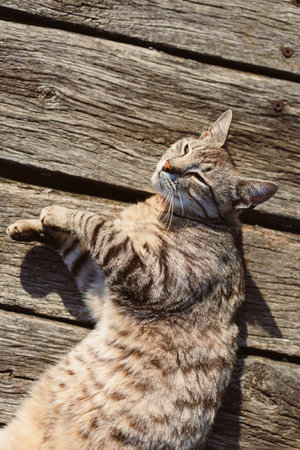 A charming tabby cat lounging on a weathered wooden deck, basking in the sunlight. This serene moment captures the playful spirit and beauty of feline relaxation.の写真素材